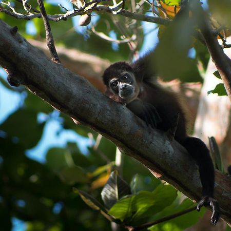 La Shamana - Ecological Concept In Jungle Villa Cahuita Ngoại thất bức ảnh
