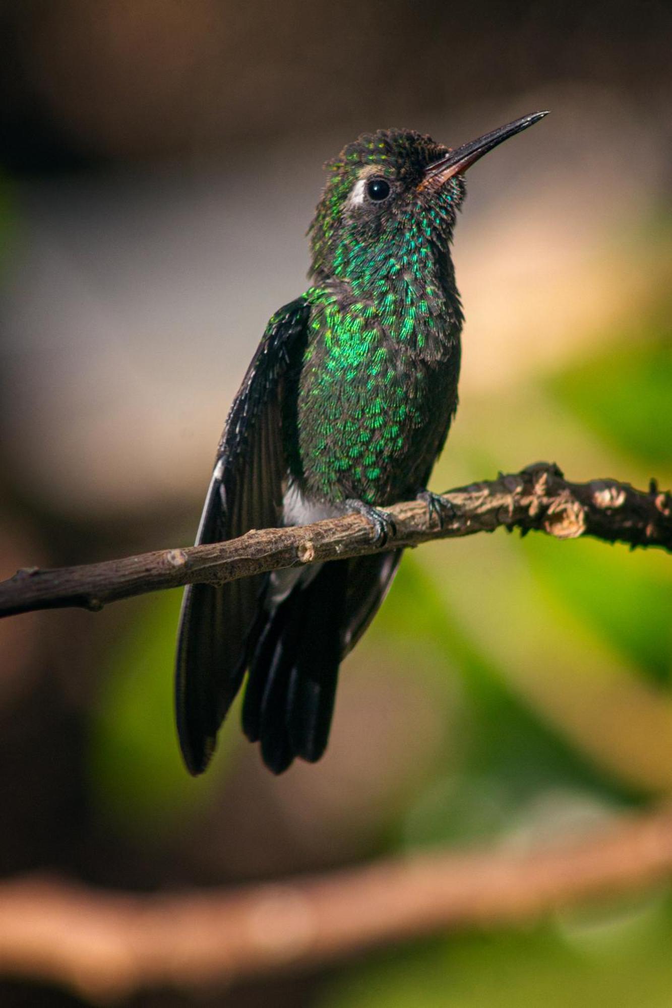 La Shamana - Ecological Concept In Jungle Villa Cahuita Ngoại thất bức ảnh